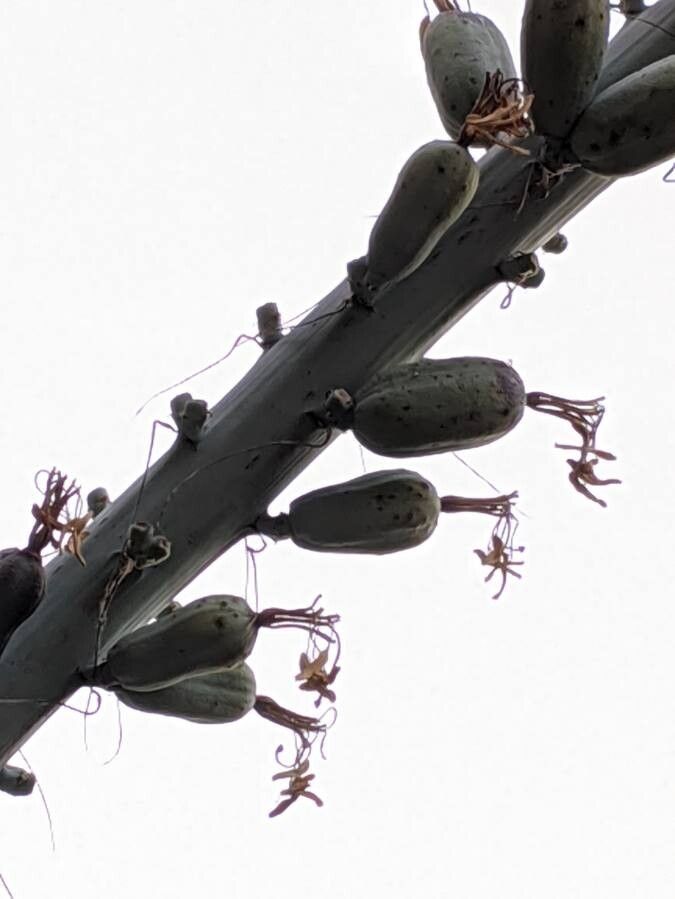 Agave lechuguilla fruit