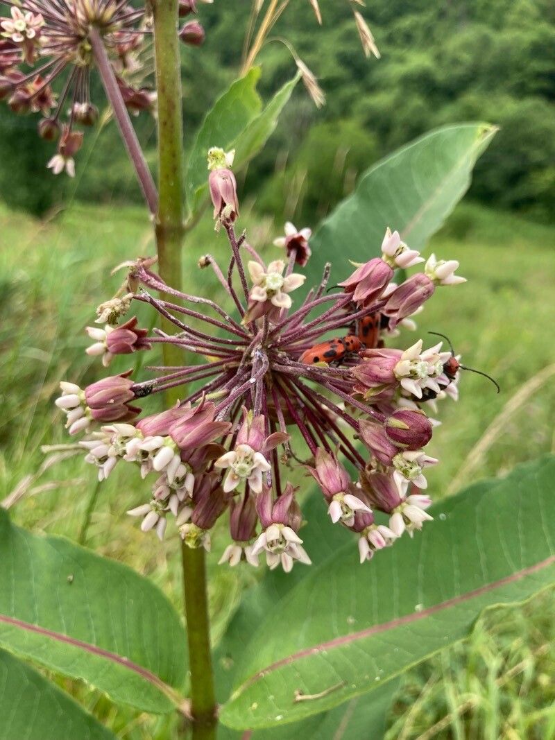 Asclepias sullivantii flower