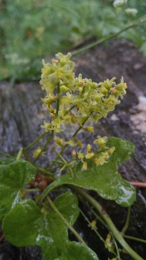 Tamus communis flower