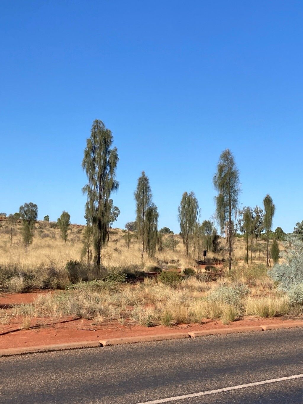 Allocasuarina decaisneana leaf