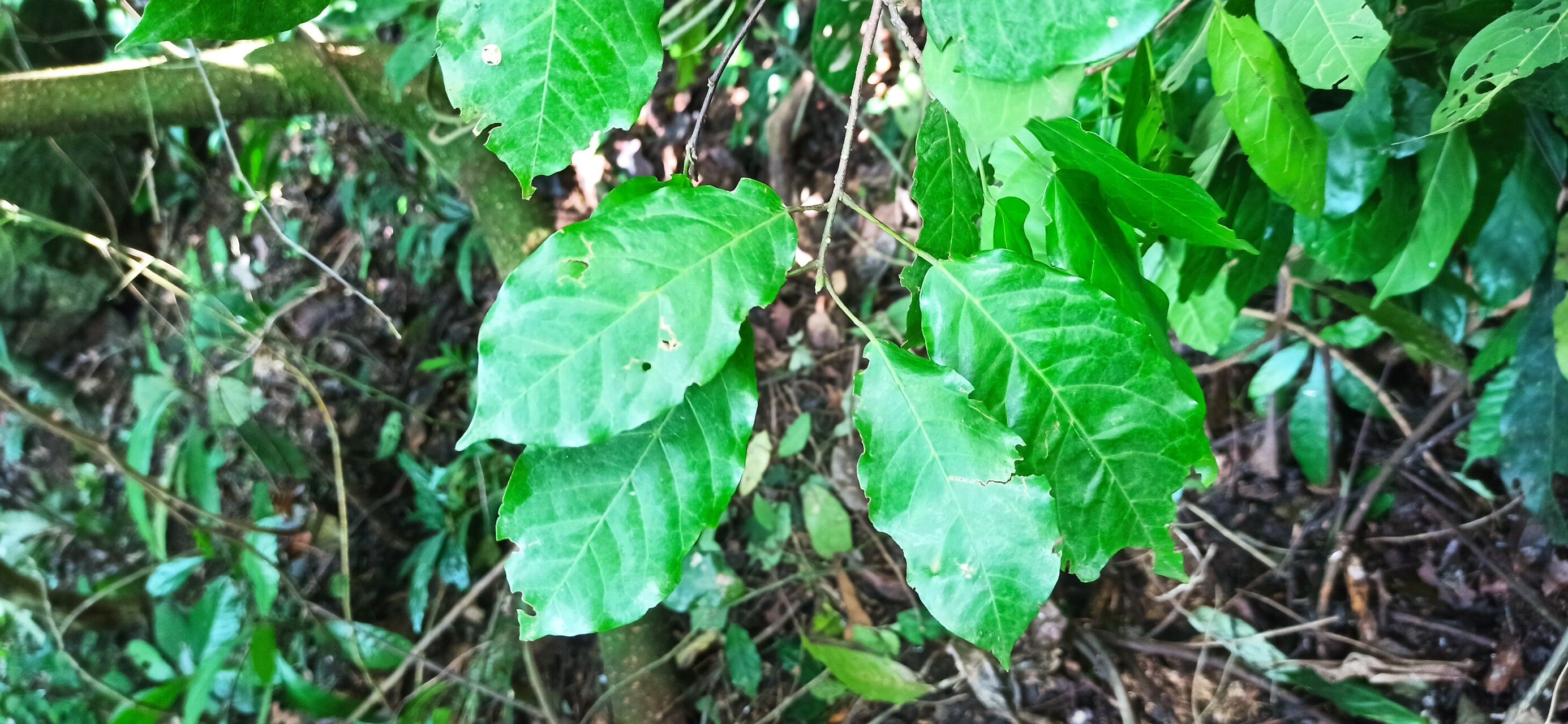 Nesogordonia kabingaensis leaf