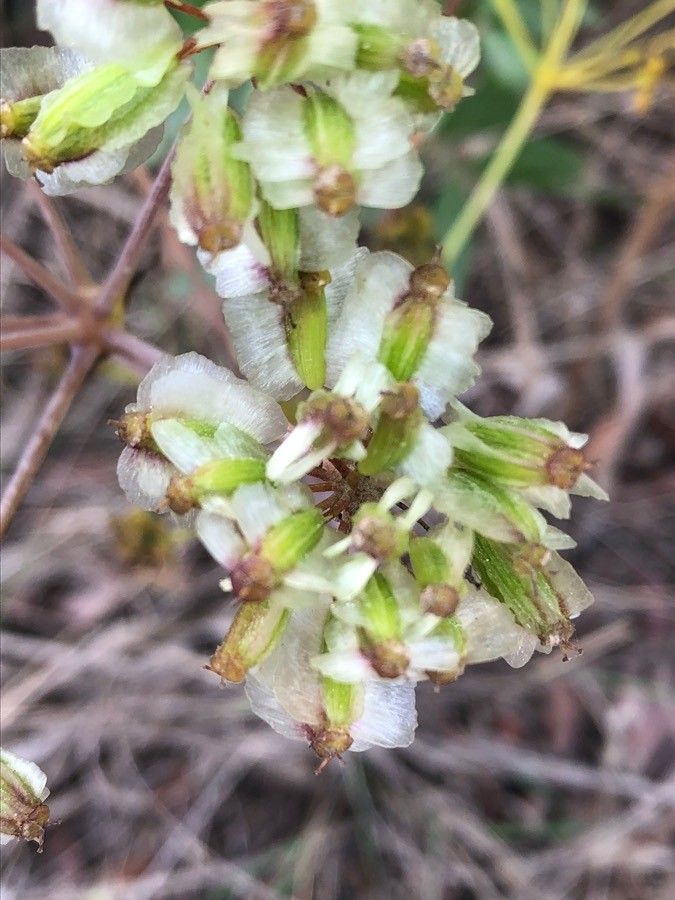 Thapsia villosa fruit