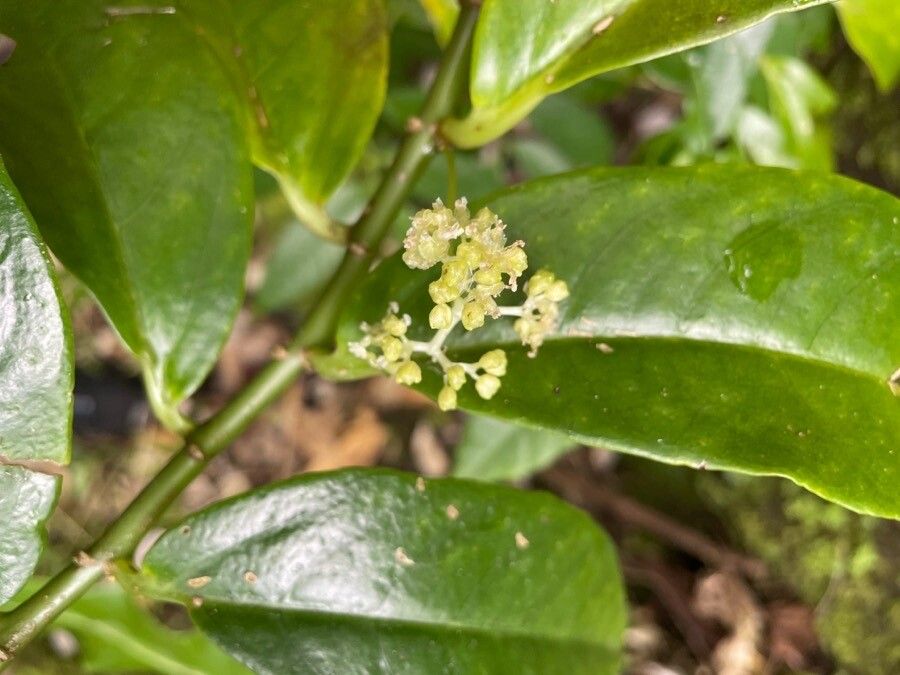 Procris pedunculata flower