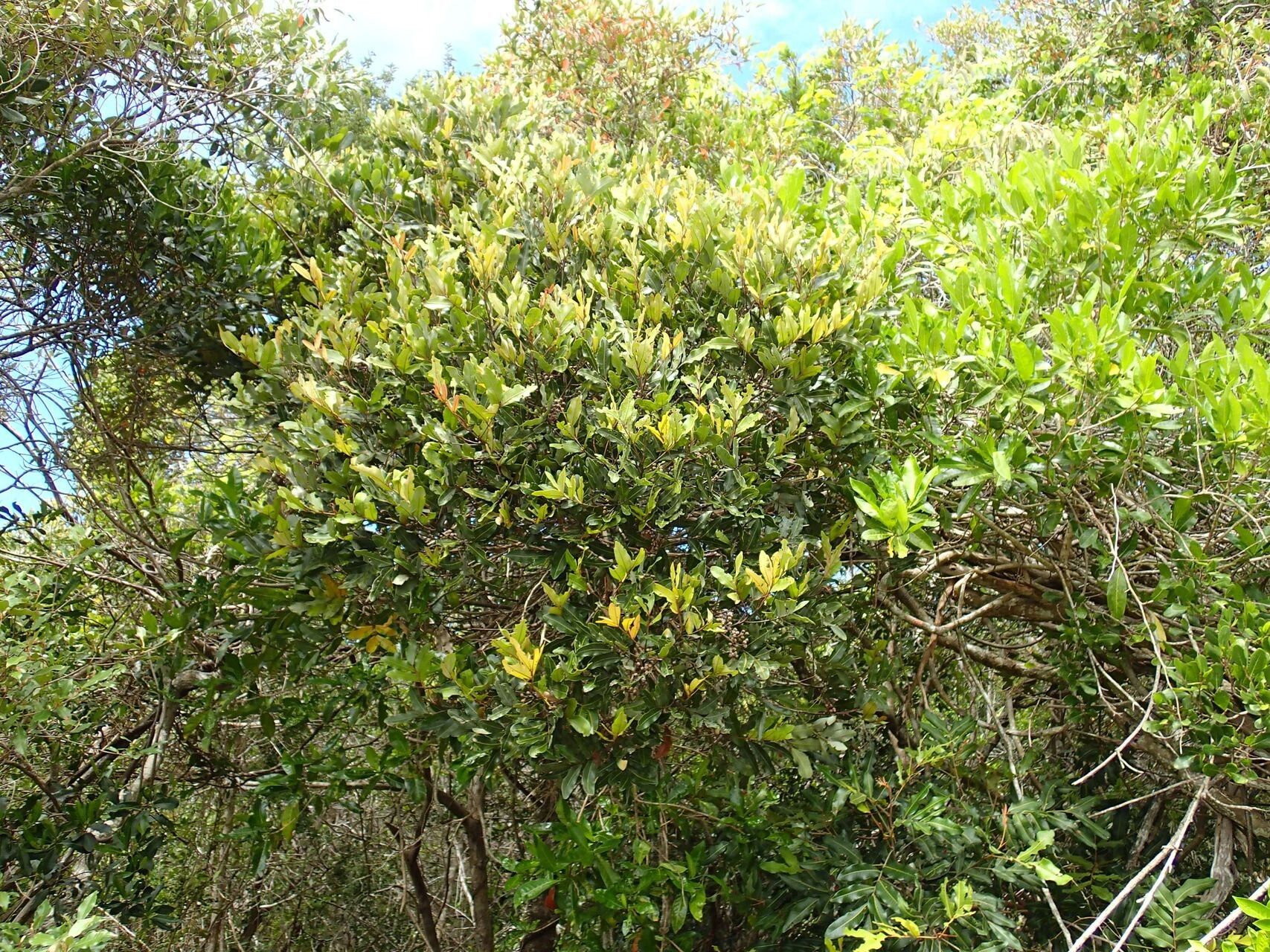 Podonephelium davidsonii habit