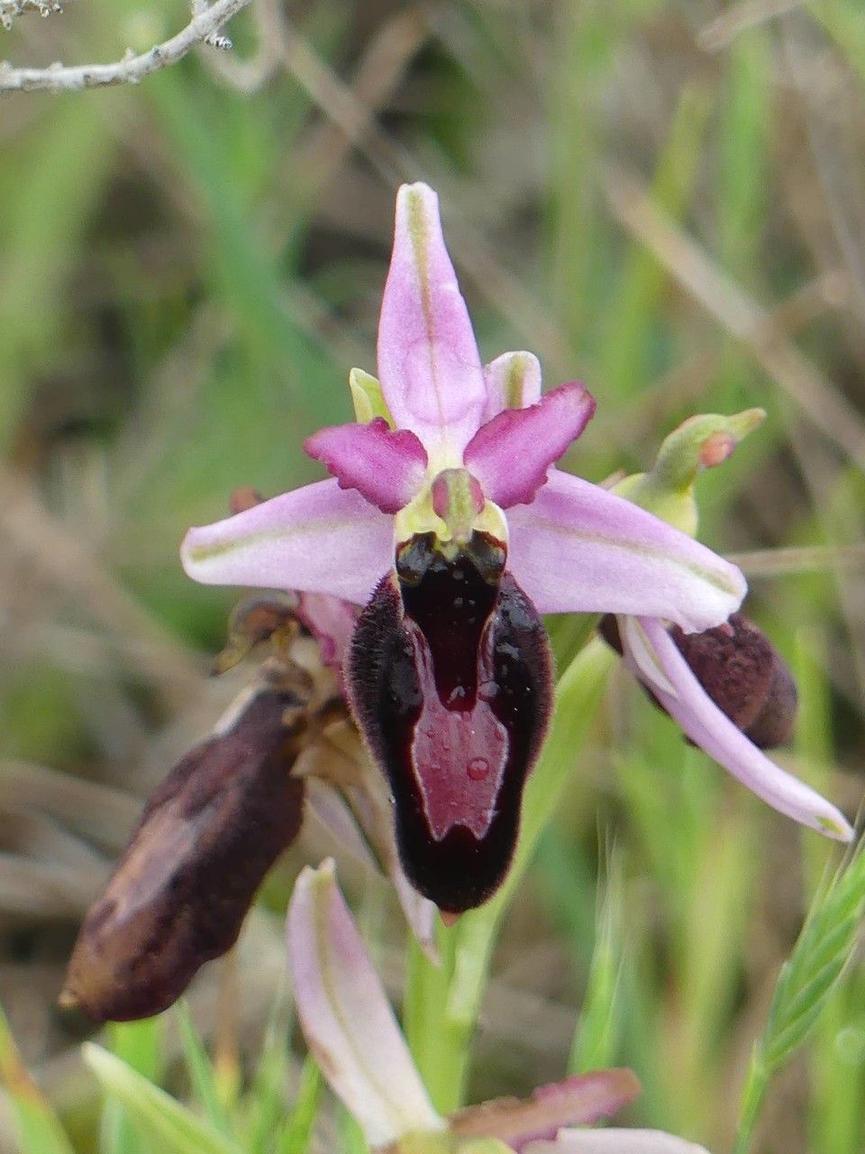 Ophrys magniflora — houseplant care guide