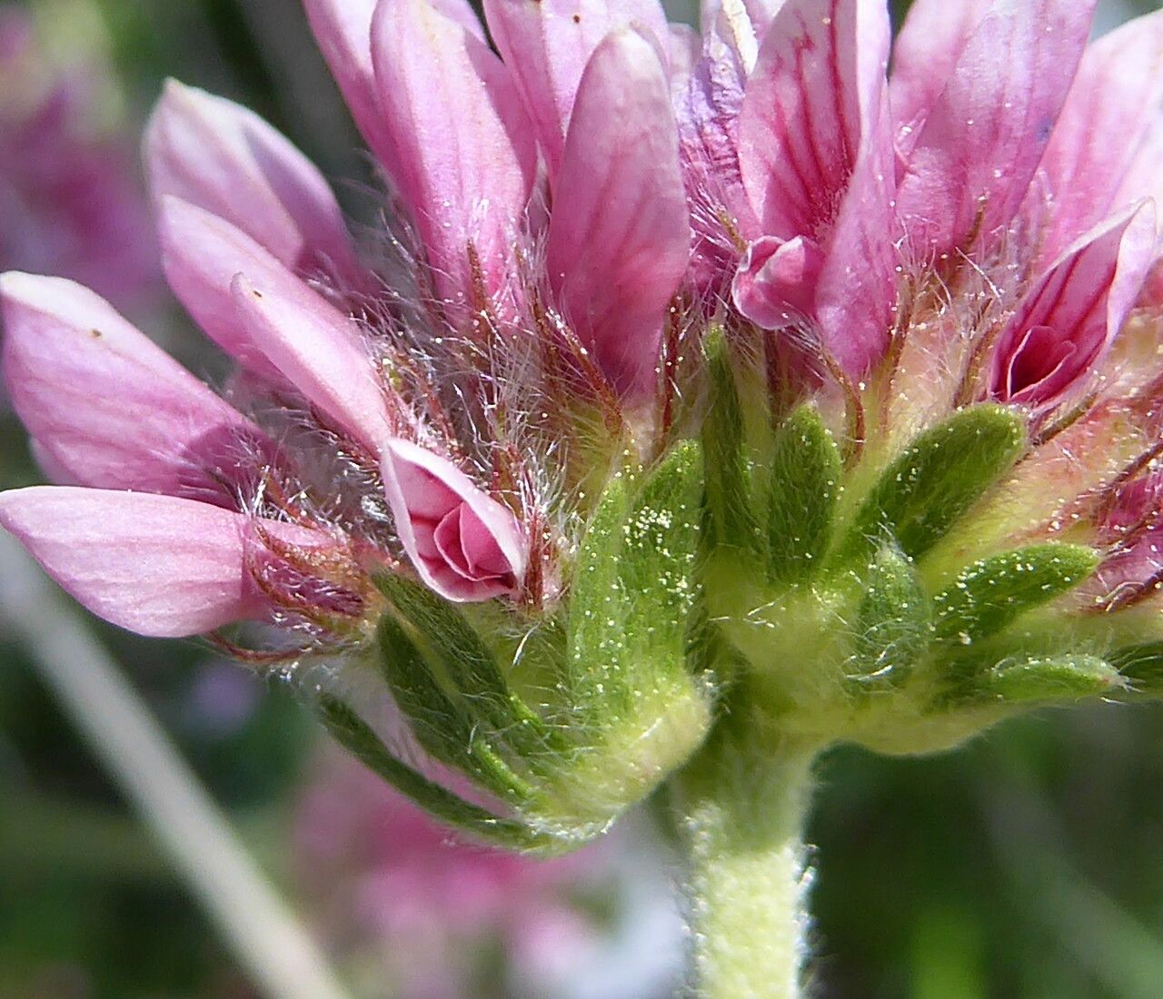 Anthyllis montana flower