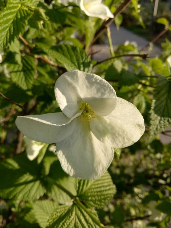 Rhodotypos scandens flower