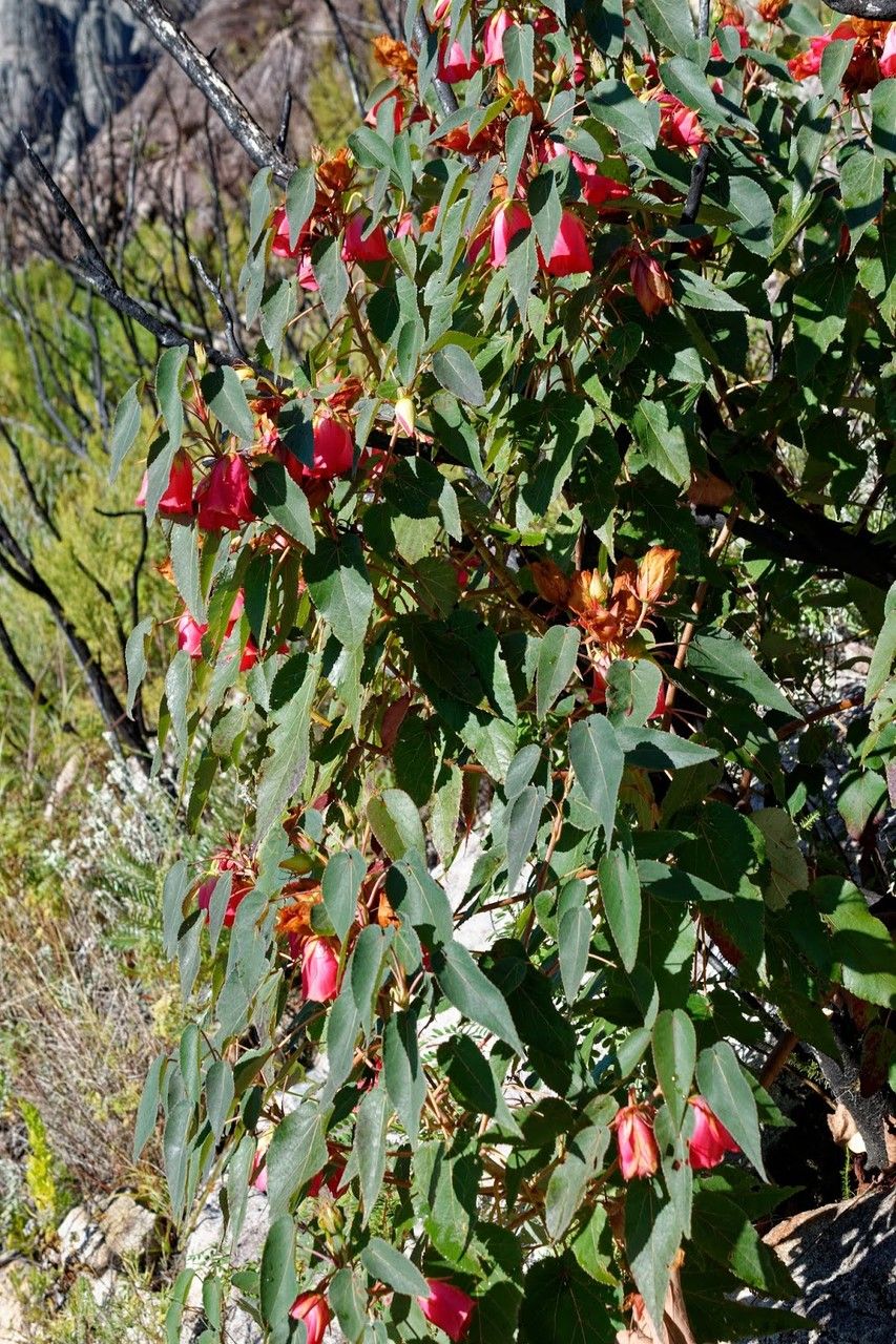 Dombeya leiomacrantha — search result for 'Dombeya'