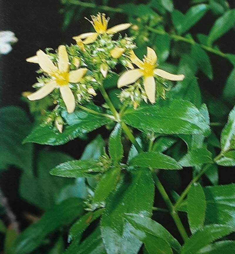 Hypericum glandulosum flower