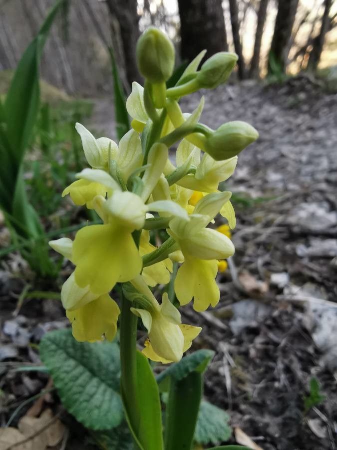Orchis pallens flower