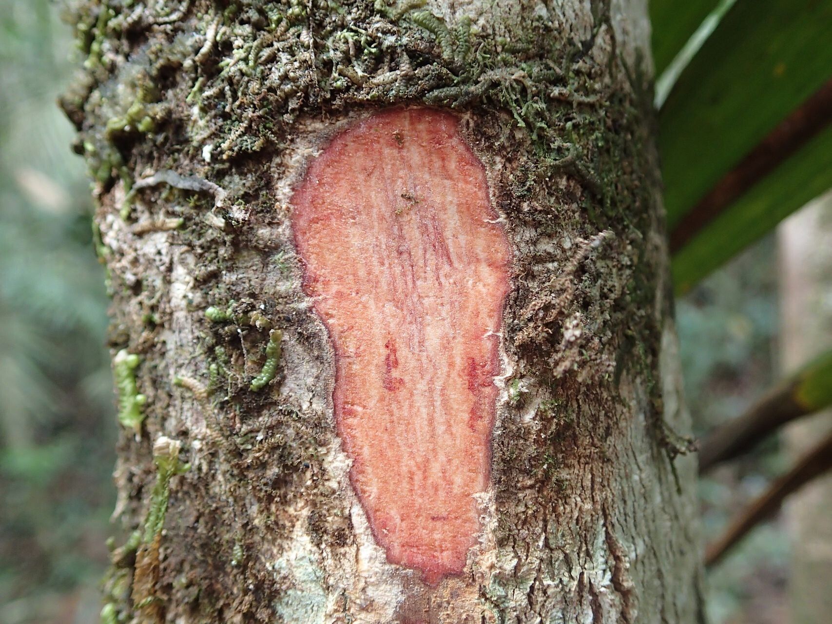 Myrsine lanceolata bark