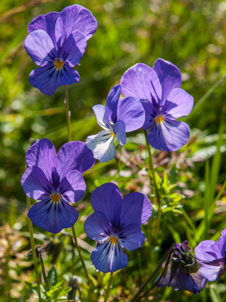 Viola dacica — search result for 'Viola'
