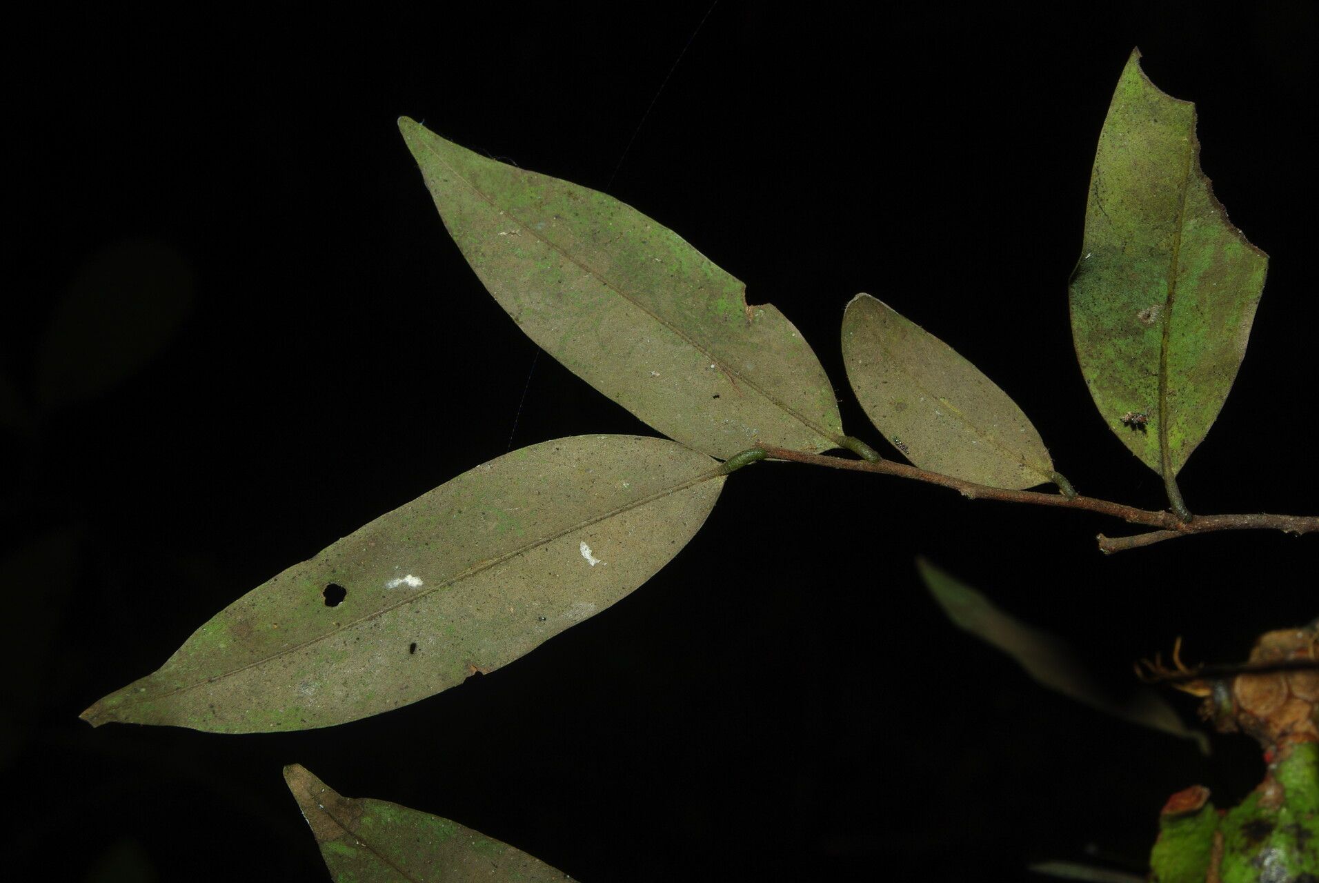 Xylopia cupularis leaf