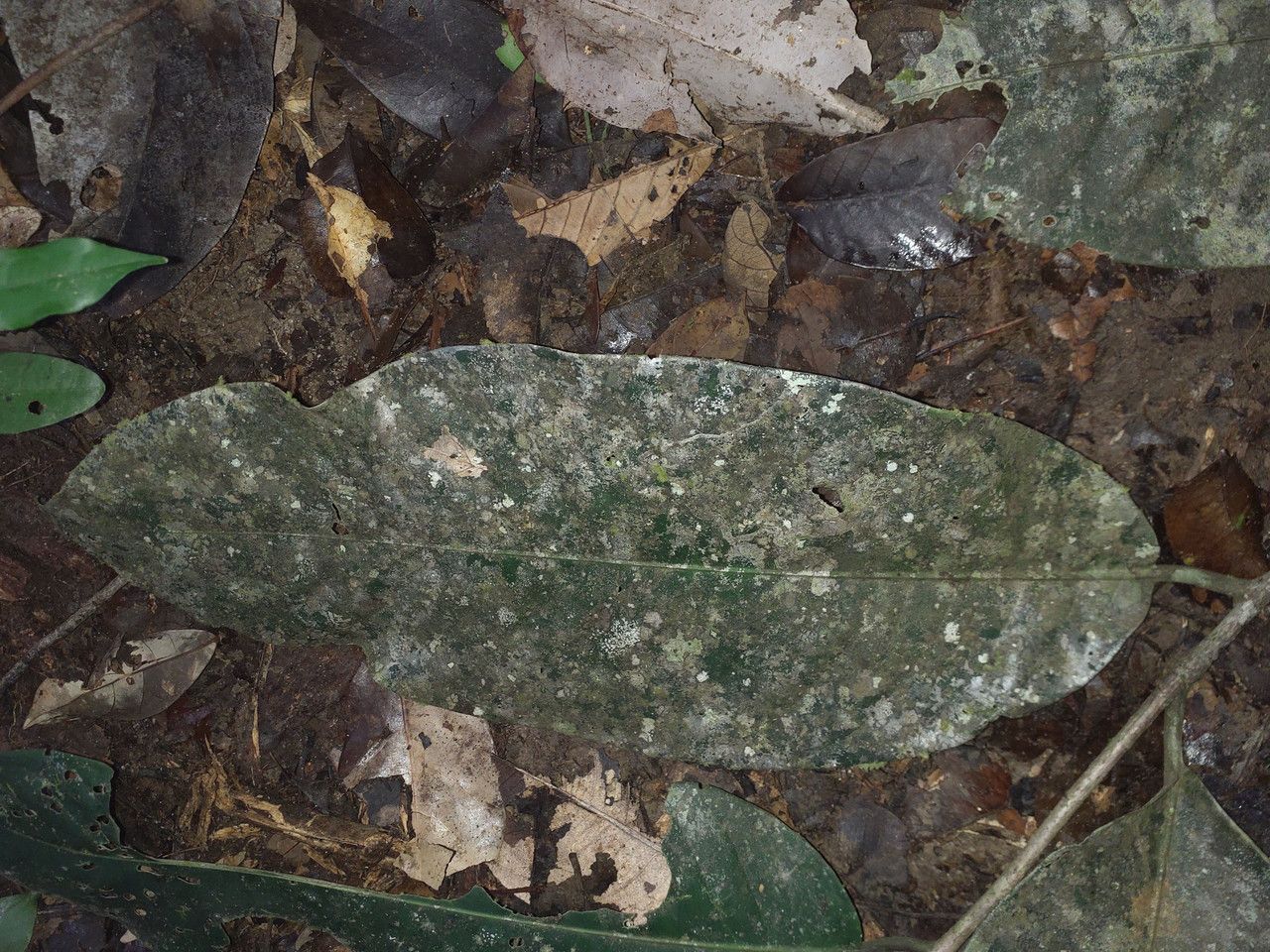 Eschweilera congestiflora leaf