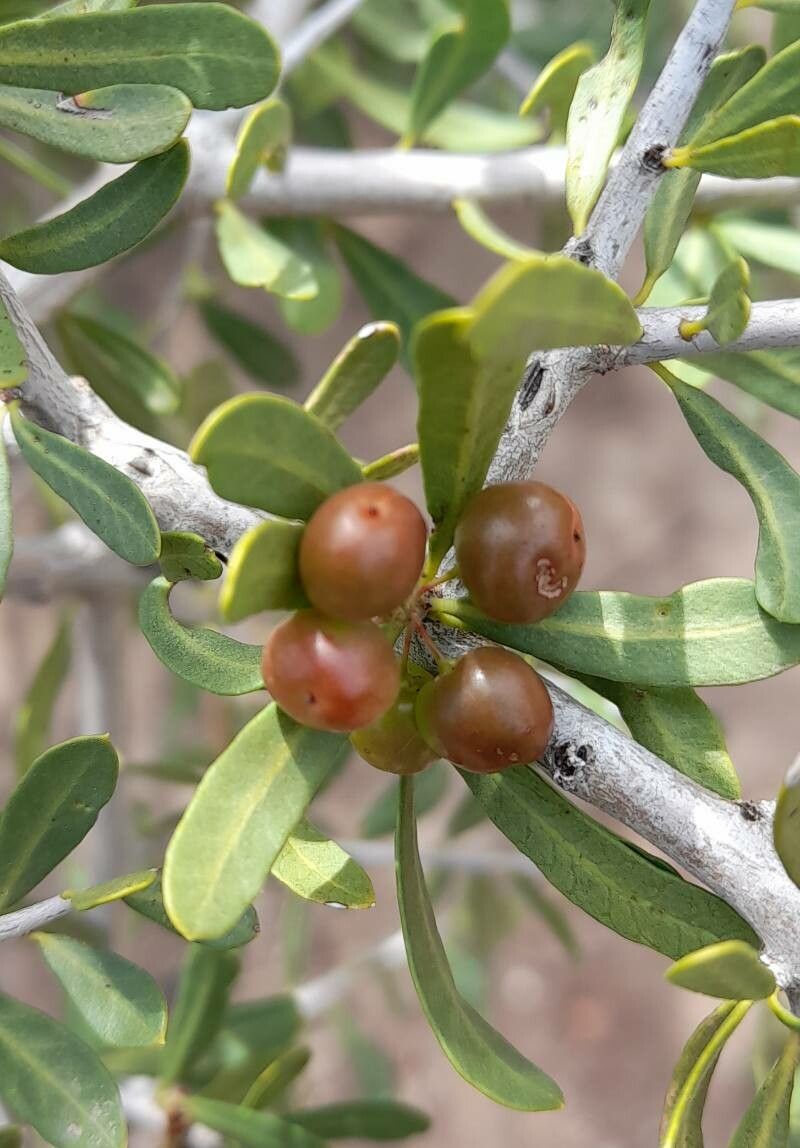Schinus longifolia fruit