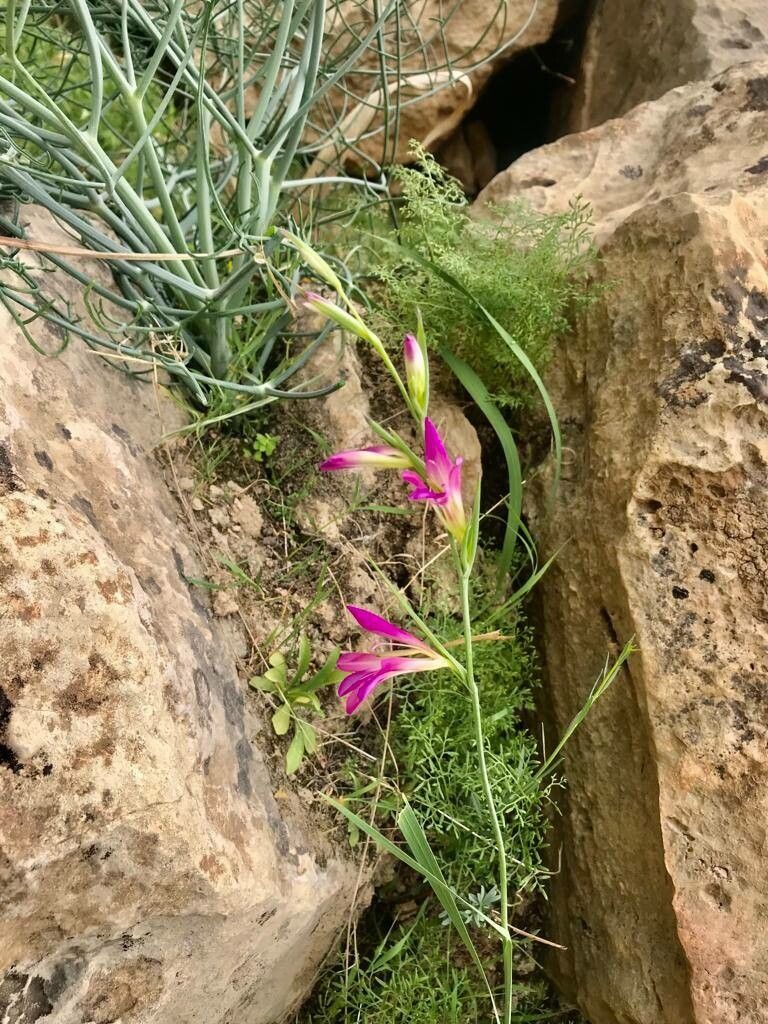 Gladiolus persicus other