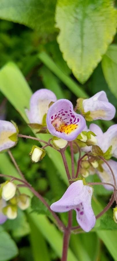 Jovellana violacea flower