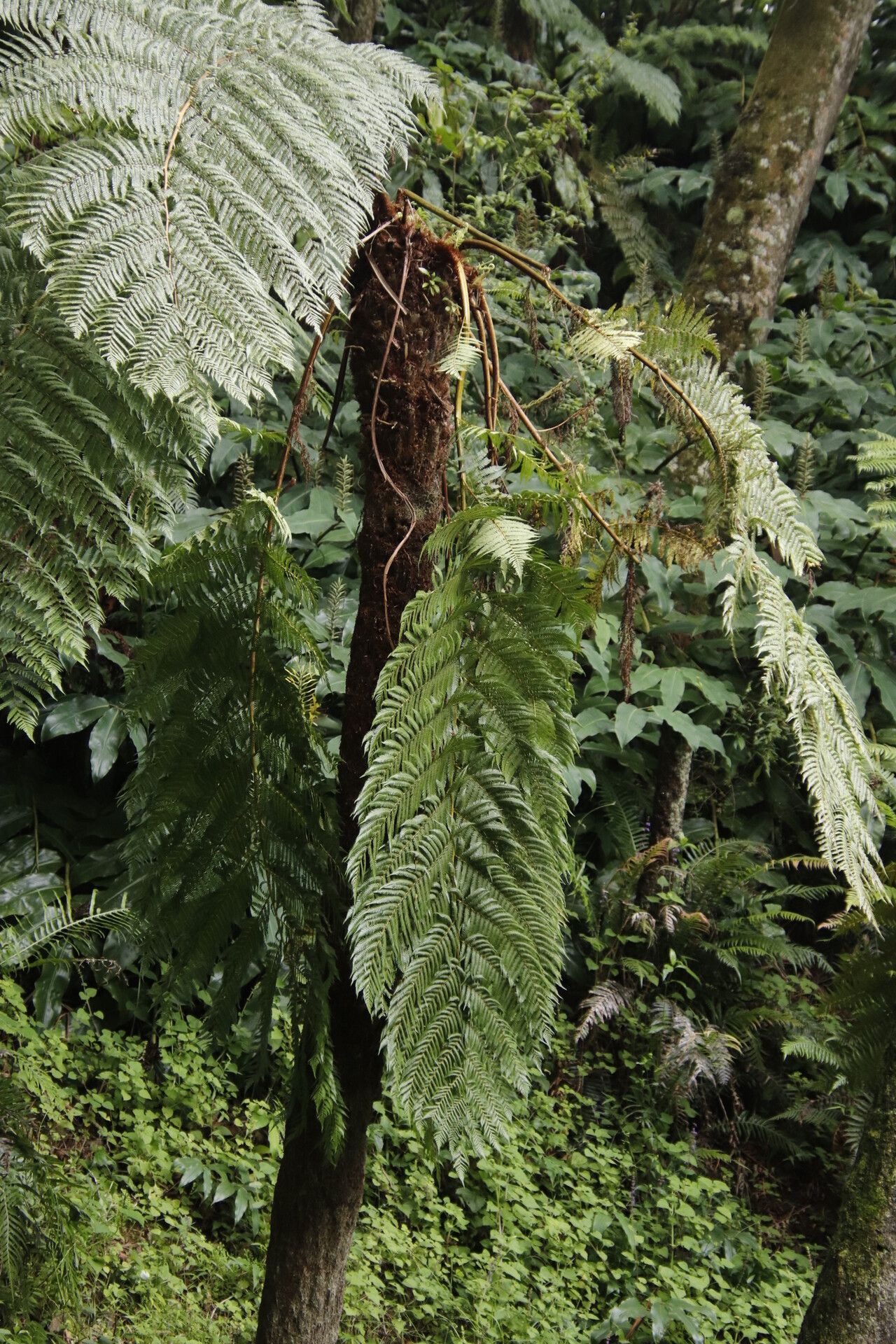 Alsophila thomsonii habit