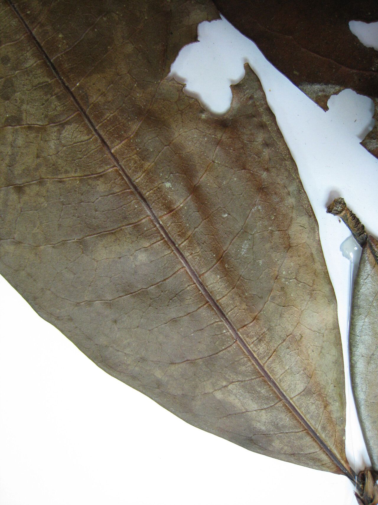 Erythroxylum amplum other