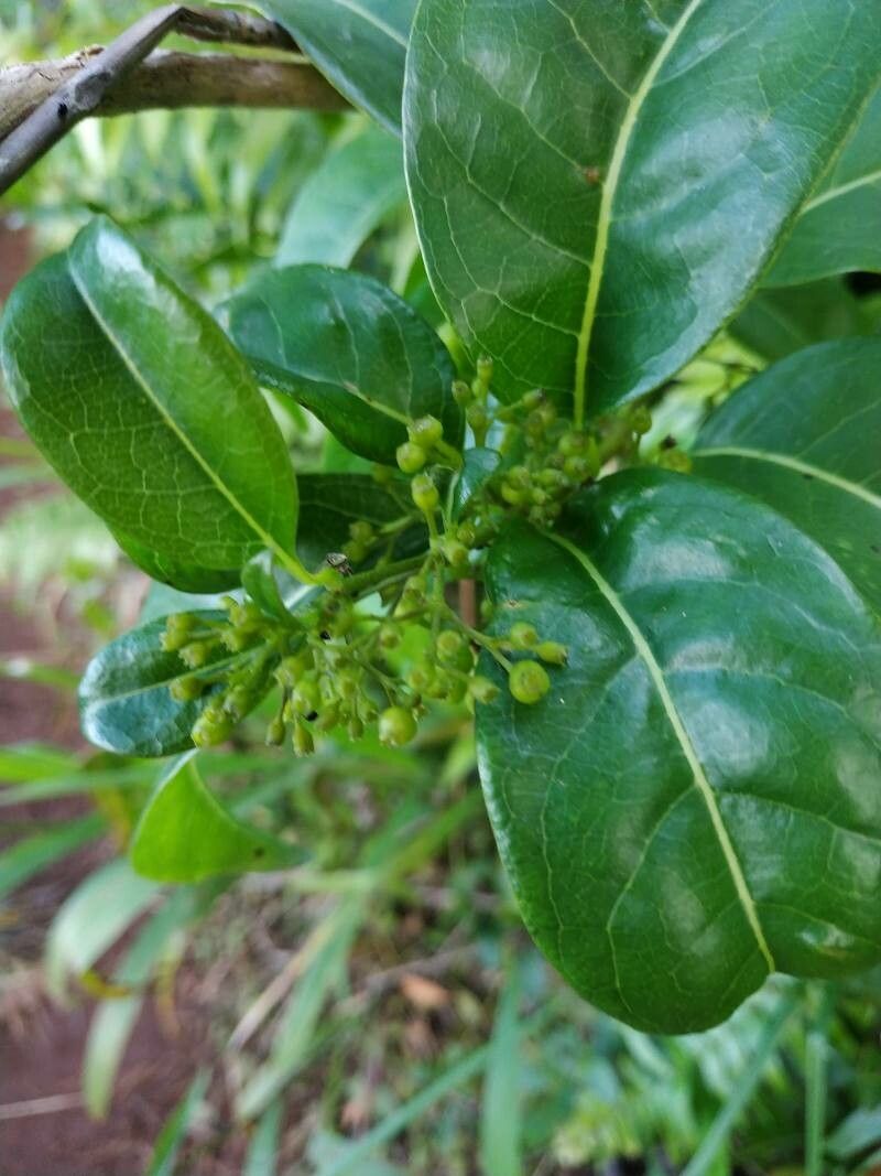 Danais fragrans fruit