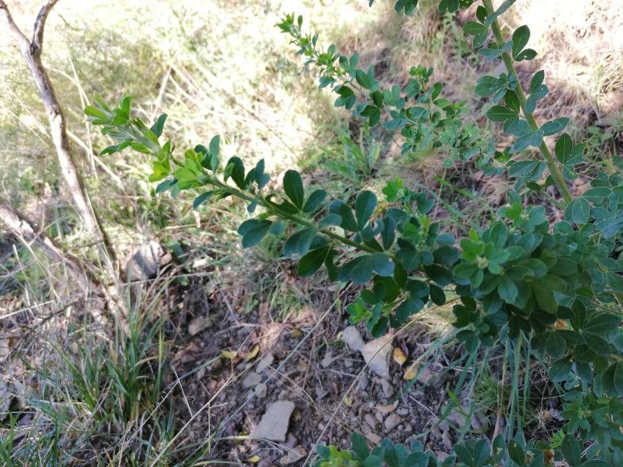 Cytisus arboreus leaf