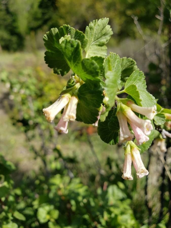 Ribes cereum flower