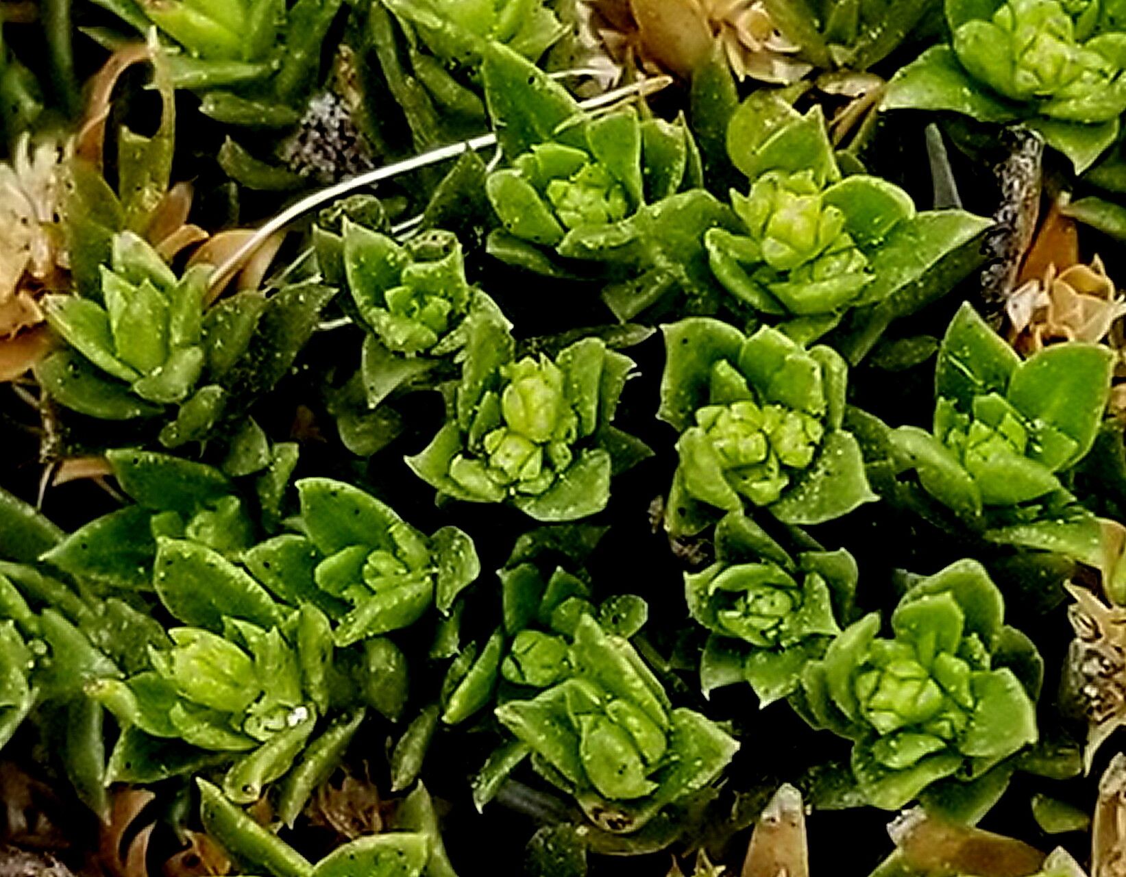 Stenaria pooleana — related species from the same genus