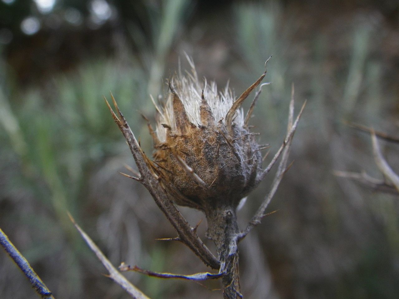 Carlina xeranthemoides fruit