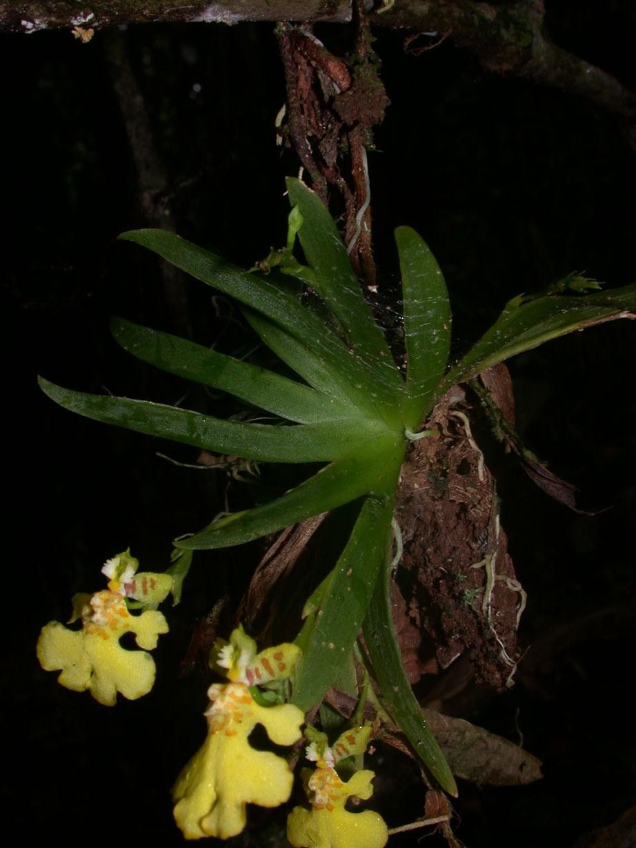 Psygmorchis pusilla other