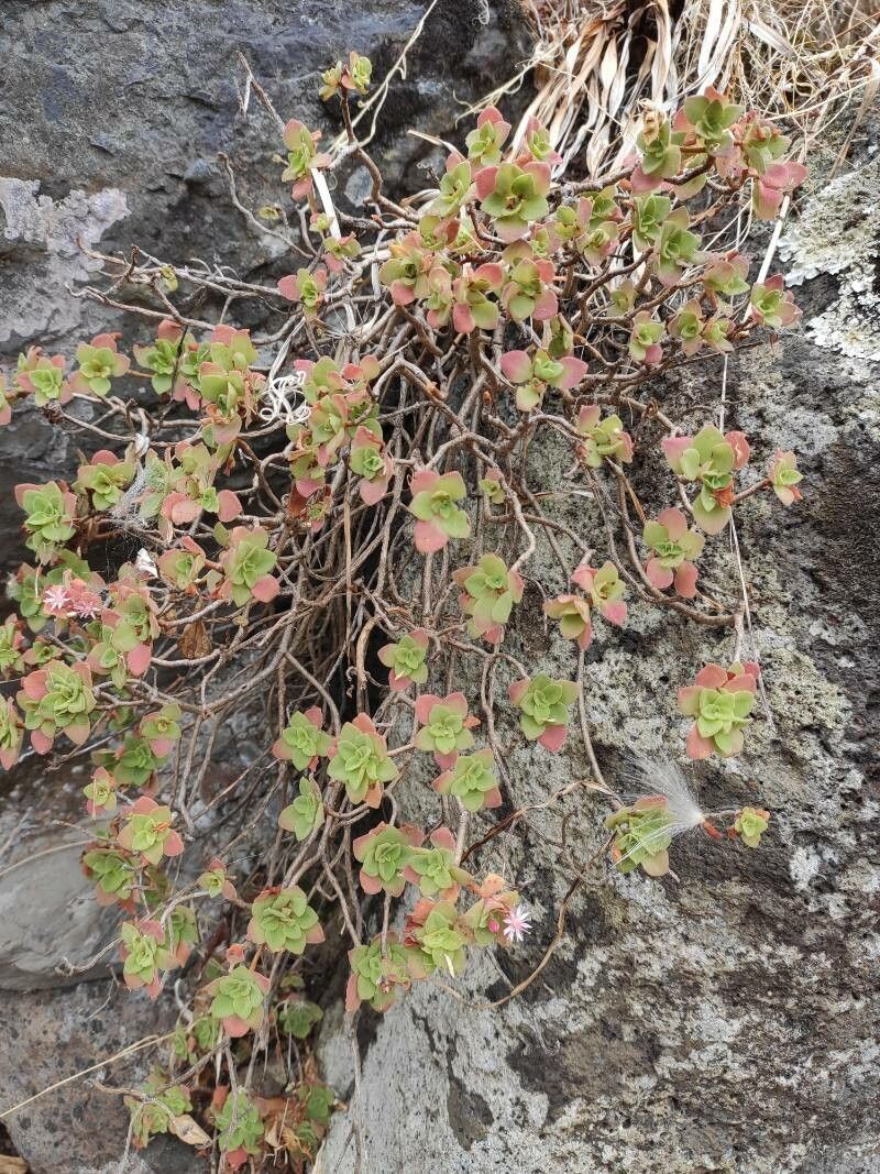 Aeonium goochiae habit
