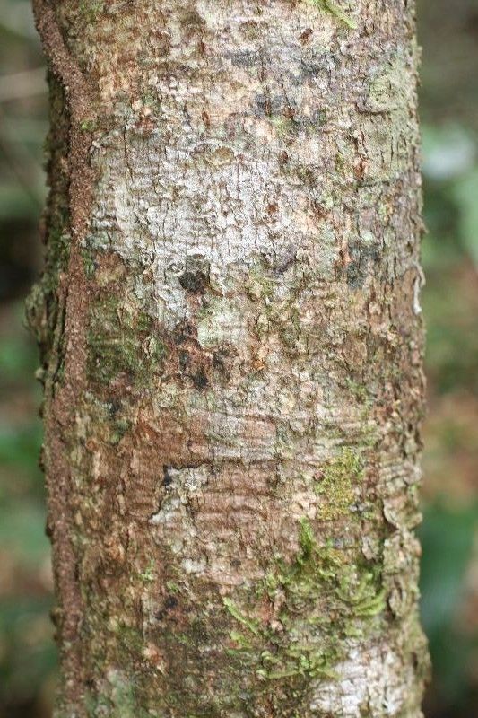 Aniba terminalis — houseplant care guide