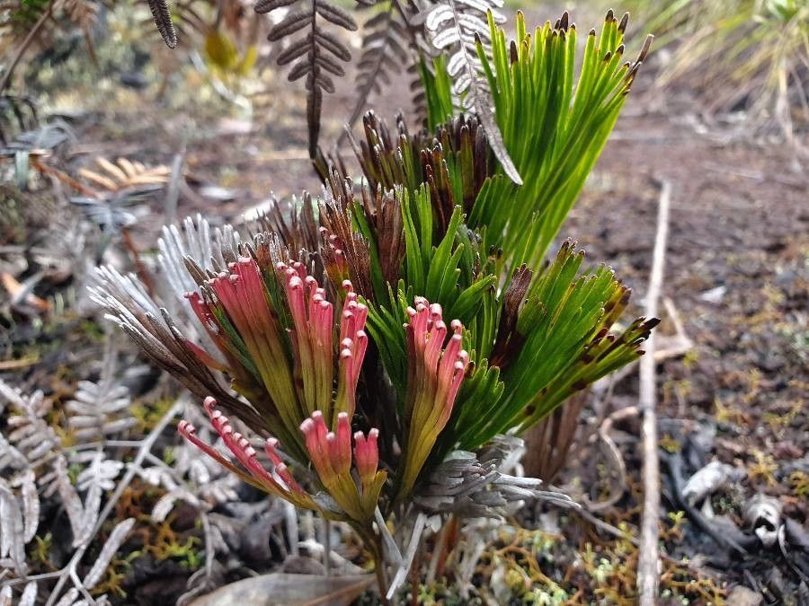 Schizaea dichotoma flower