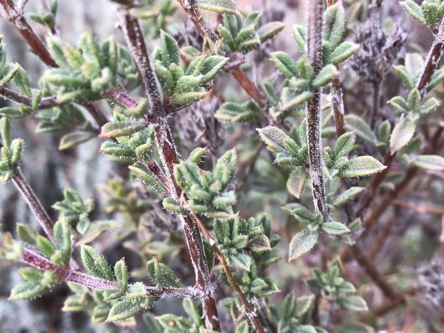 Satureja thymbra — search result for 'Cyprus'