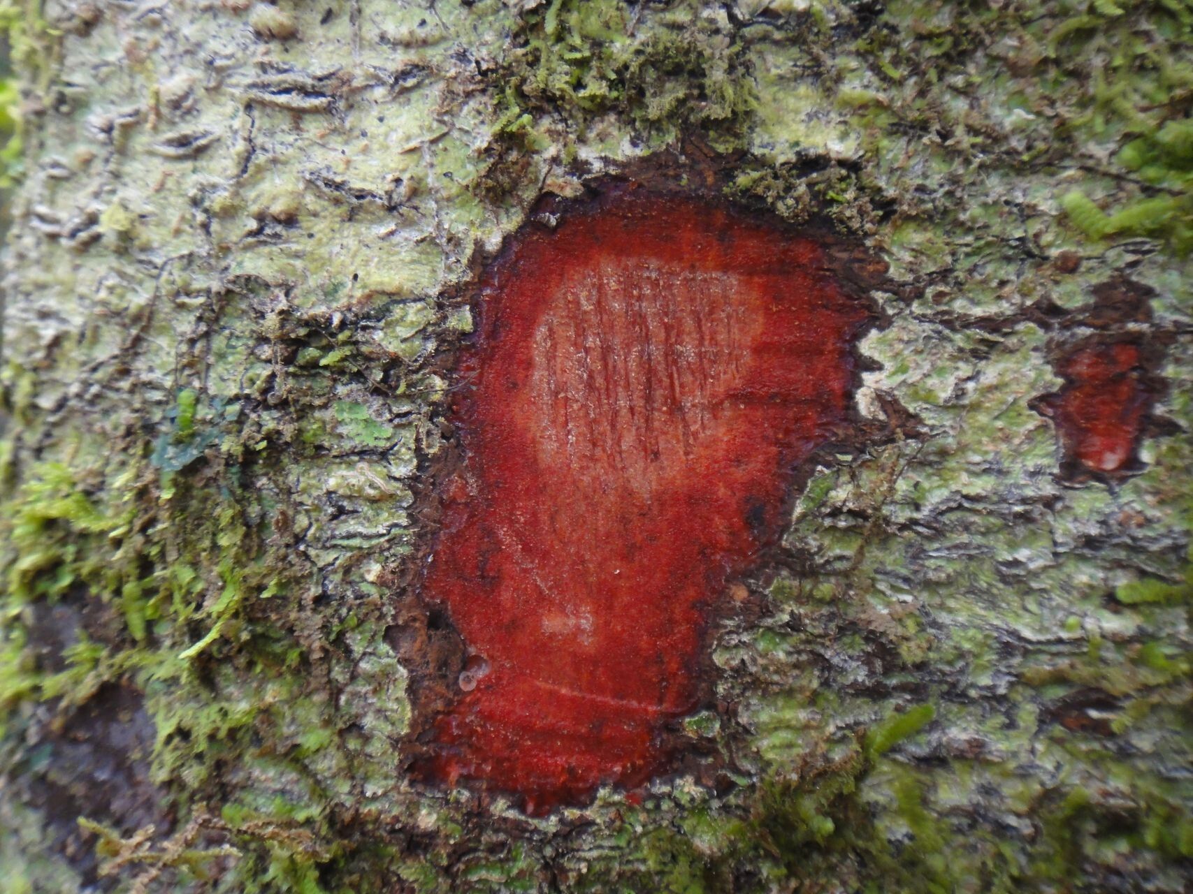 Myrsine citrifolia bark