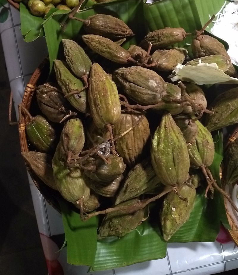 Amalocalyx microlobus fruit