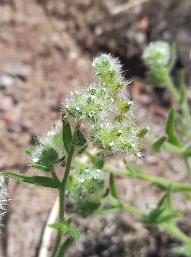 Cryptantha globulifera — search result for 'Cryptantha'