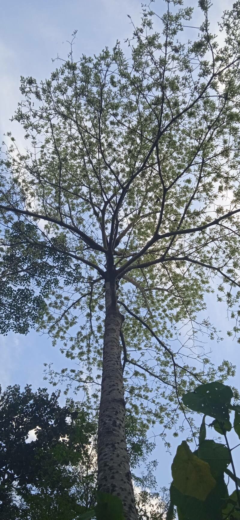 Shorea siamensis habit