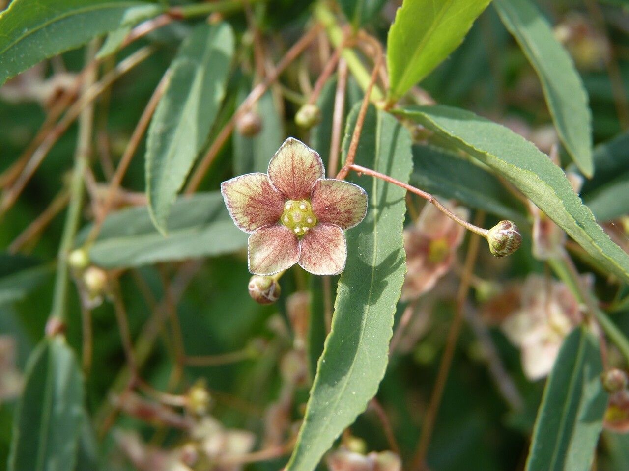 Euonymus cornutus flower