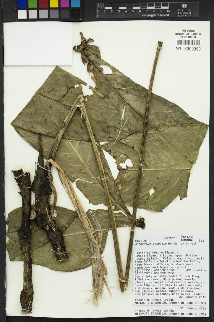 Anthurium sinuatum other