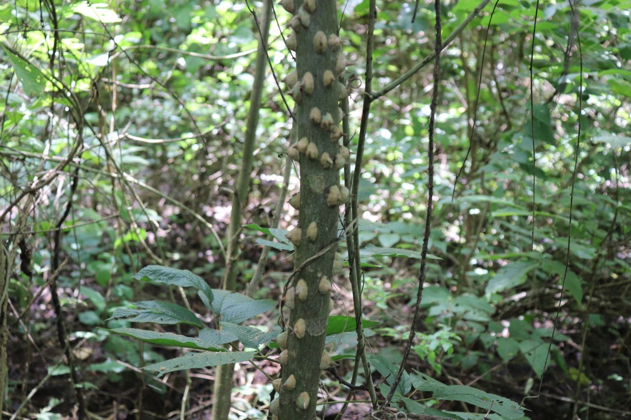 Zanthoxylum setulosum bark