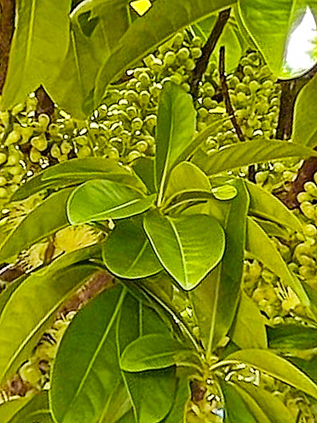 Barringtonia calyptrata — related species from the same genus