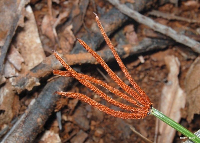 Actinostachys laevigata — related species from the same genus