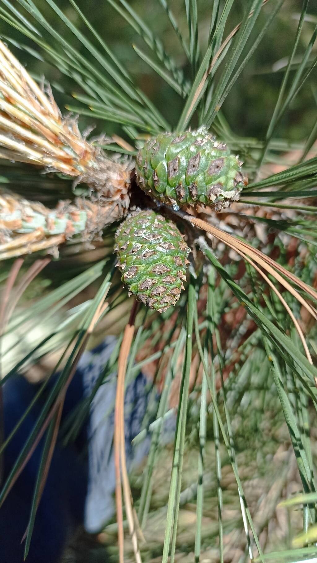 Pinus teocote fruit