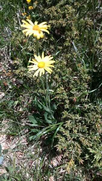 Doronicum clusii habit
