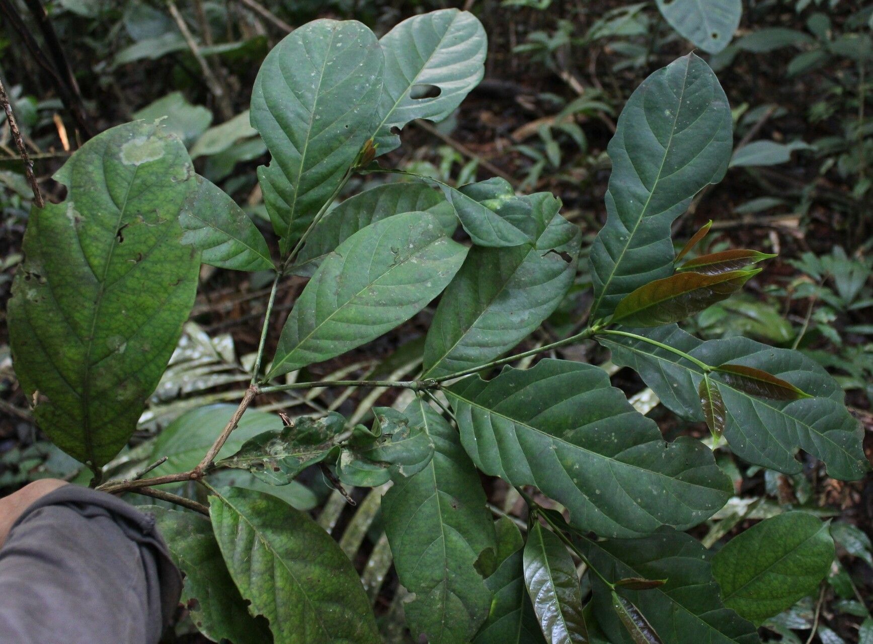 Rothmannia lujae leaf