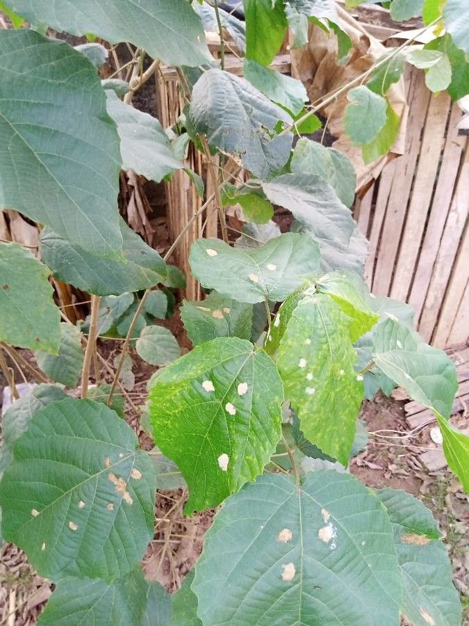 Alchornea cordifolia leaf