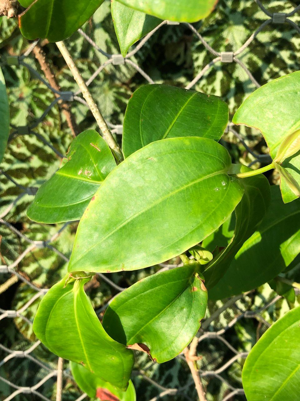 Medinilla crassifolia leaf
