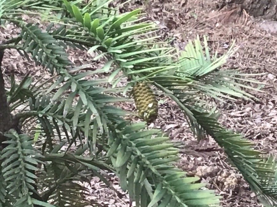 Wollemia nobilis fruit