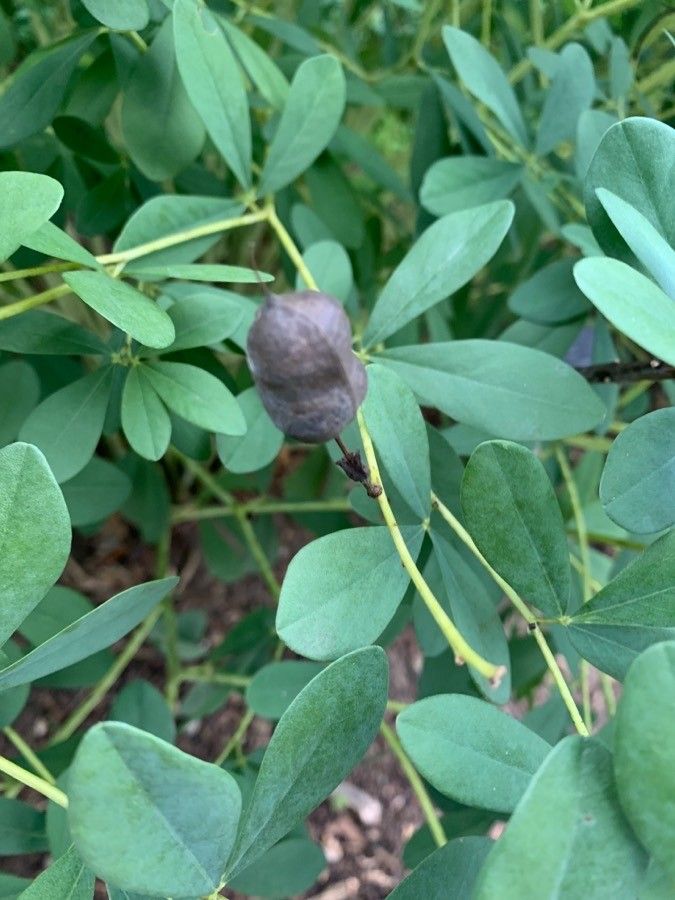 Baptisia tinctoria fruit