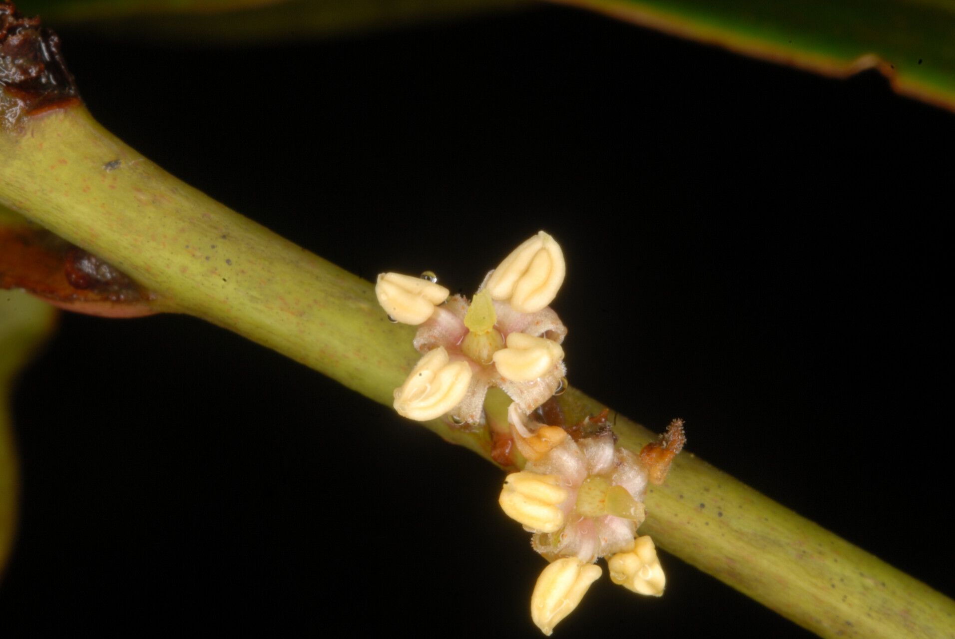 Myrsine comorensis — houseplant care guide